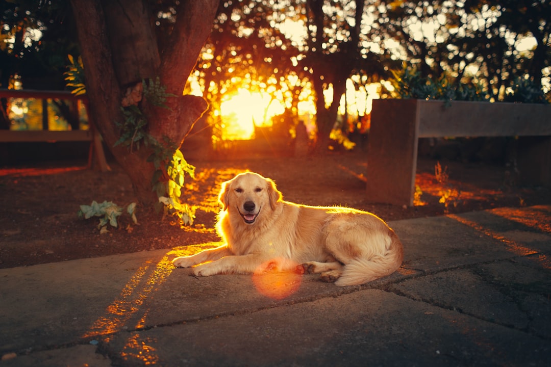 golden-retriever-lying-on-the-road-rsplejuircg